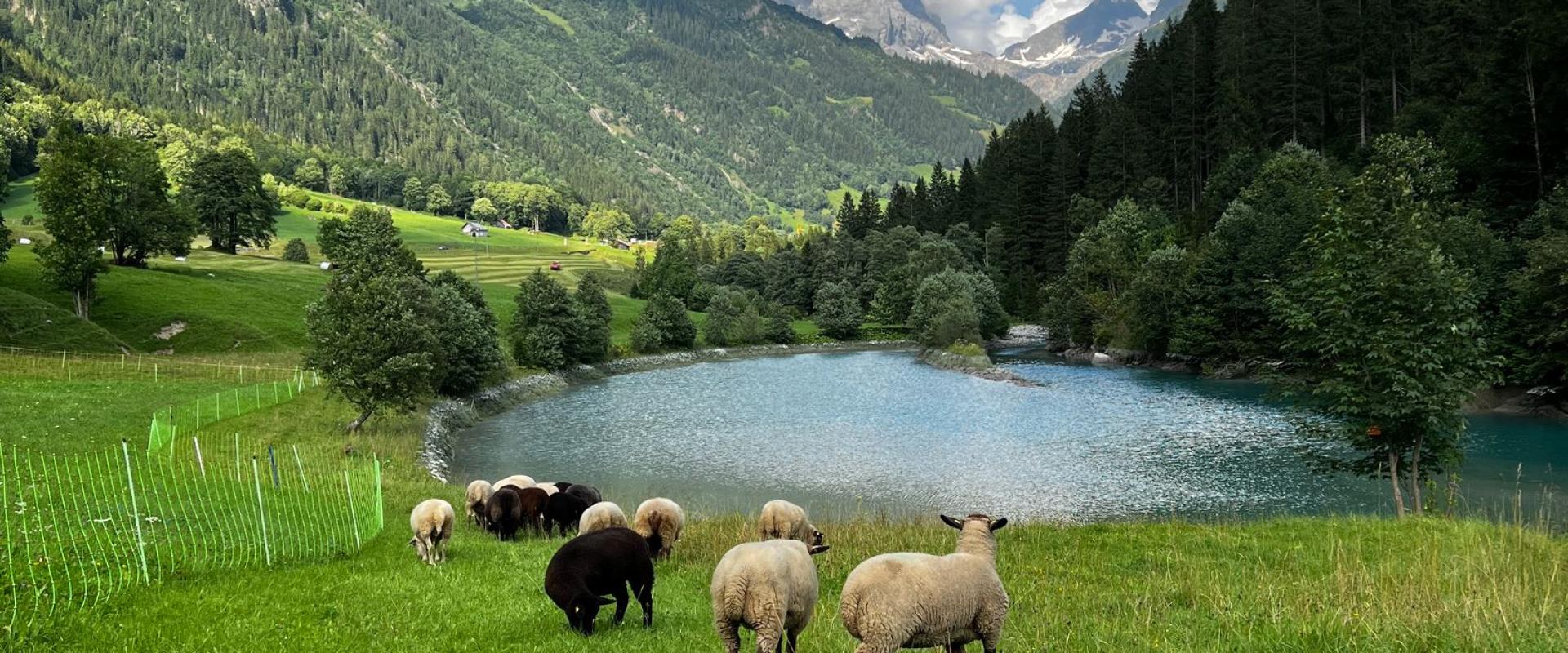 Free I love Swiss Stock Photo
